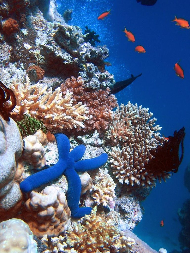 Coral_Reef_Havelock