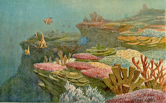Coral_Reef_Havelock